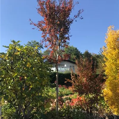 Hochstamm im Container 18-20 - Chinesische Kräuselmyrte auf Stamm - Lagerstroemia indica, Stamm