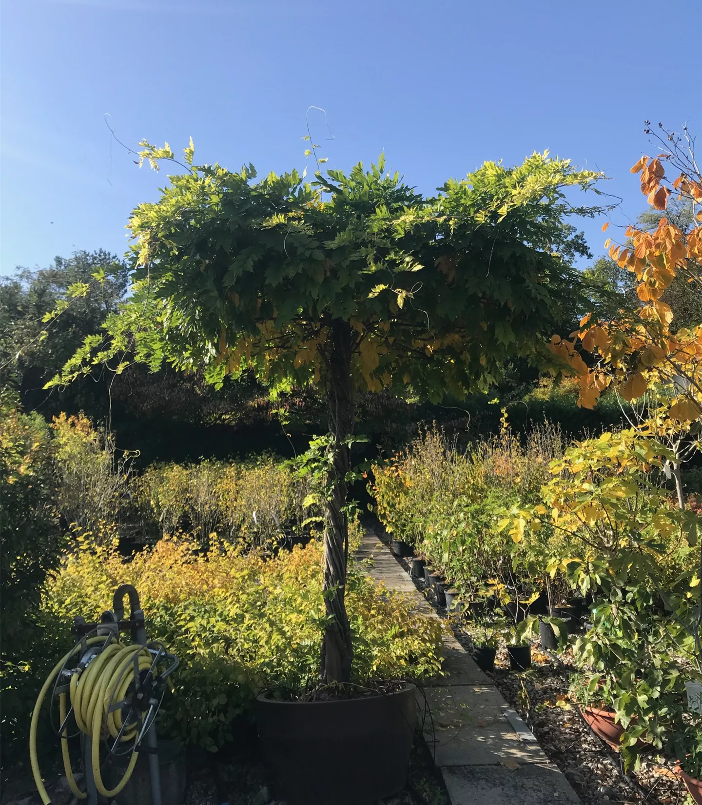 Wisteria floribunda 'Macrobotrys', Dachform