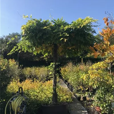 im Container - Edelblauregen 'Macrobotrys' - Wisteria floribunda 'Macrobotrys', Dachform