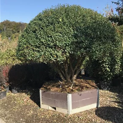 im Container Höhe 170cm - Burkwoods Duftblüte schirmförmig - Osmanthus burkwoodii, Schirmform