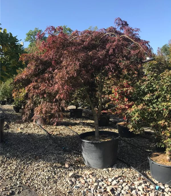 Acer palmatum 'Inaba-shidare', Stamm