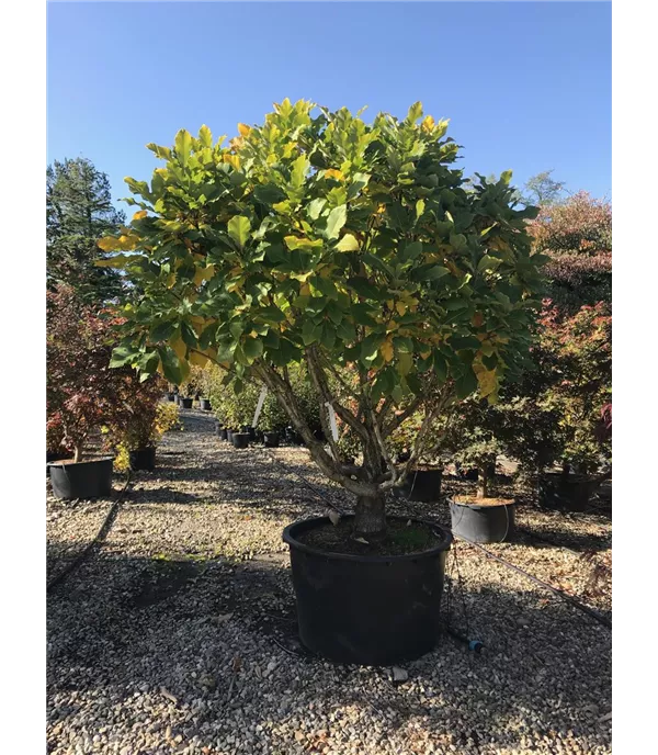 Quercus pontica