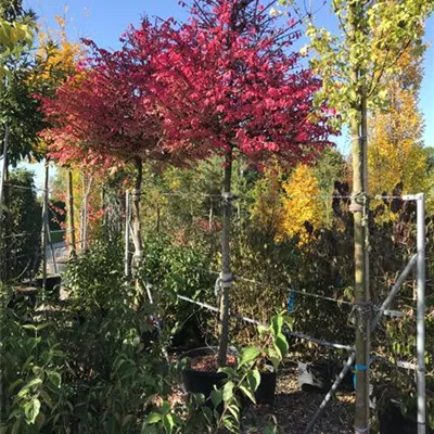 Hochstamm im Container - Korkflügelstrauch auf Stamm - Euonymus alatus, Stamm