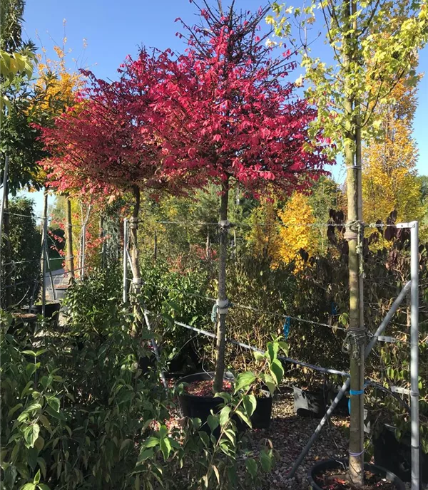 Euonymus alatus, Stamm