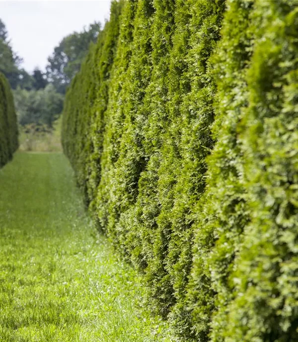 Schnellwachsende Pflanzen als Sichtschutz für den Garten 