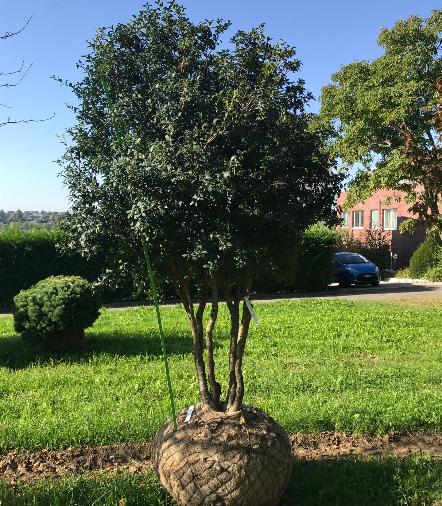 Osmanthus burkwoodii, Schirmform