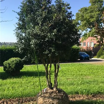 mit Ballen - Burkwoods Duftblüte schirmförmig - Osmanthus burkwoodii, Schirmform