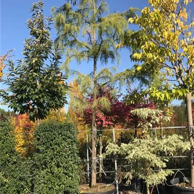 Hochstamm im Container Grösse 35-40cm - Sumpfzypresse 'Nutans' - Taxodium distichum 'Nutans'