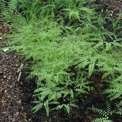 Topfgrösse 1 Liter - Frauenhaarfarn - Adiantum pedatum