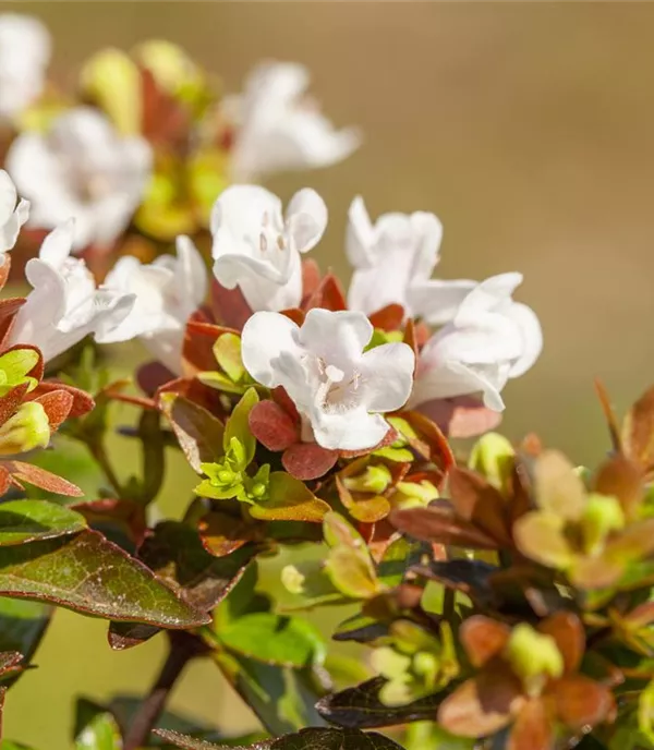 Abelia grandiflora (x) 'Compacta'