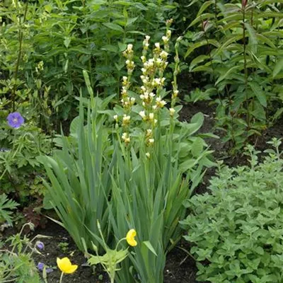 Topfgrösse 1 Liter - Junkerlilie, Goldwurz - Asphodeline lutea