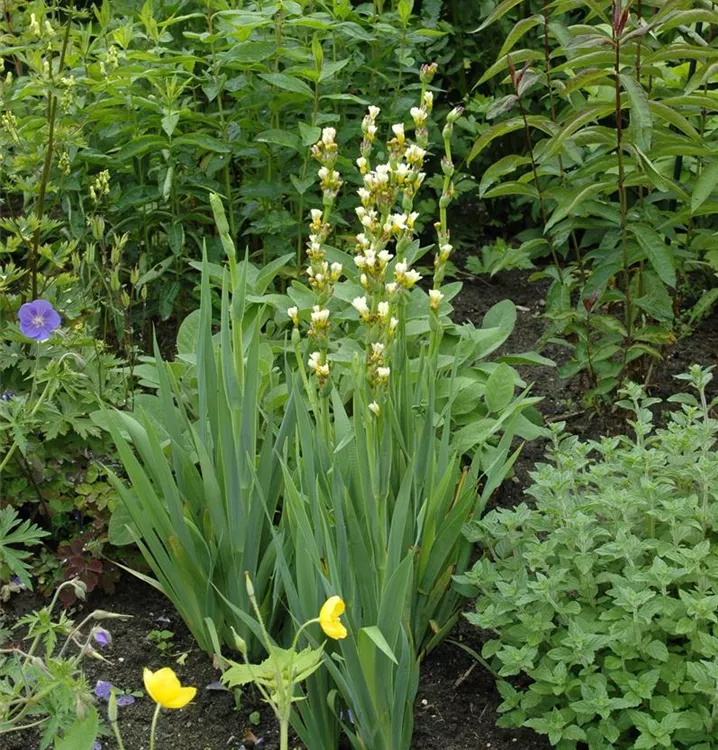 Junkerlilie, Goldwurz - Asphodeline lutea