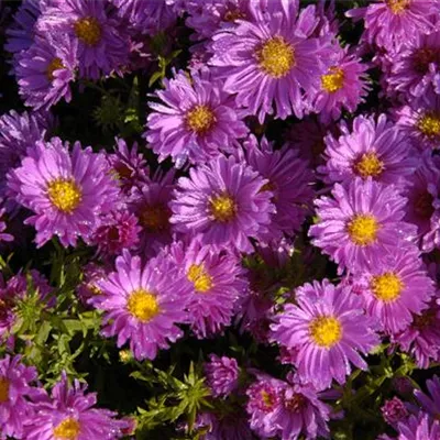 Topfgrösse 1 Liter - Kissenaster - Aster (Dumosus-Gruppe) 'Kassel'