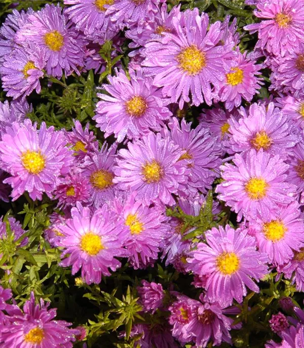 Aster alpinus 'Happy End'