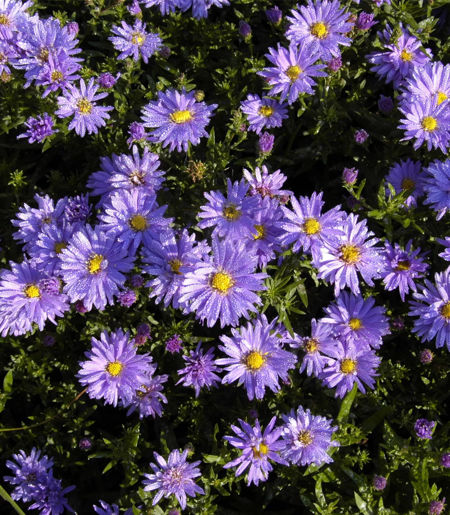 Aster (Dumosus-Gruppe) 'Augenweide'