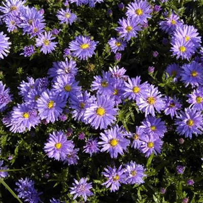 Topfgrösse 1 Liter - Kissenaster - Aster (Dumosus-Gruppe) 'Augenweide'