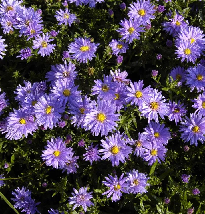 Kissenaster - Aster (Dumosus-Gruppe) 'Augenweide'