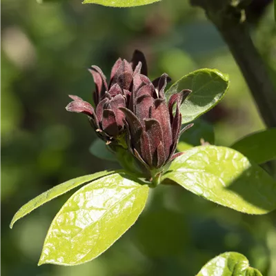 Container 70 - 80 - Erdbeergewürzstrauch - Calycanthus floridus