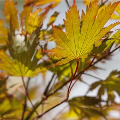 Container 70 - 80 - Japan. Ahorn, Fächerahorn - Acer palmatum 'Red Flash'