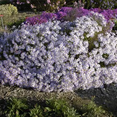 Topfgrösse 1 Liter - Pyrenäen-Aster - Aster pyrenaeus 'Lutetia'