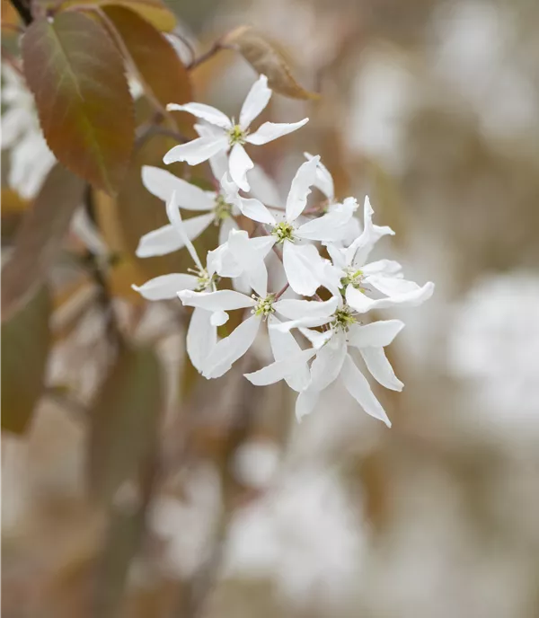 Amelanchier 'Ballerina'