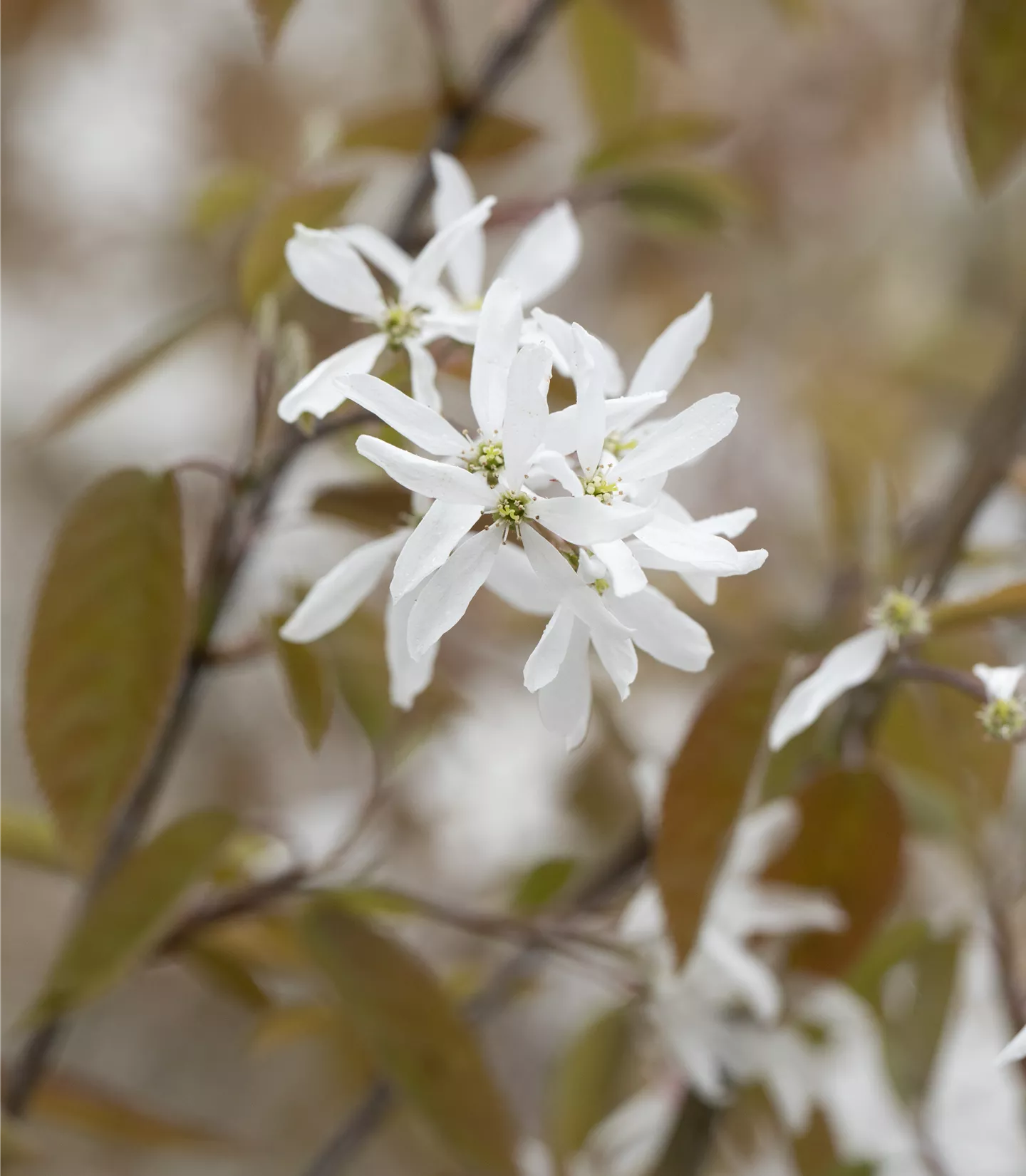 Amelanchier laevis 'Snowflakes'