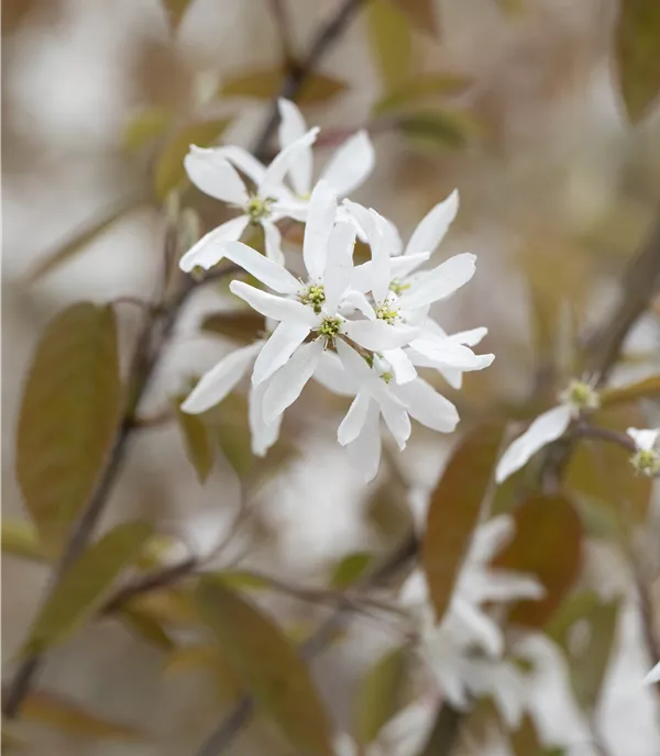 Amelanchier laevis 'Snowflakes'