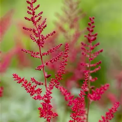 Topfgrösse 1 Liter - Prachtspiere - Astilbe (Japonica-Gruppe) 'Montgomery'