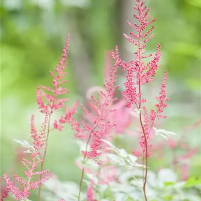 Topfgrösse 0.5 Liter - Prachtspiere - Astilbe (Simplicifolia-Gruppe) 'Sprite'