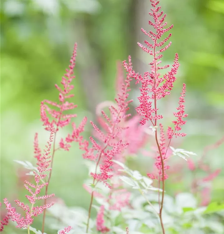 Prachtspiere - Astilbe (Simplicifolia-Gruppe) 'Sprite'