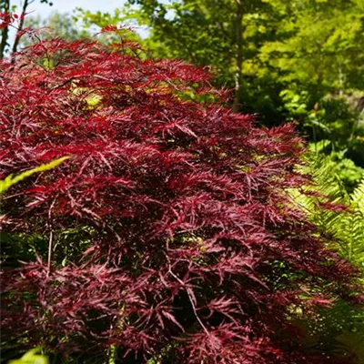 im Container 40 - 50 - Japan. Ahorn, Fächerahorn - Acer palmatum 'Red Pygmy'