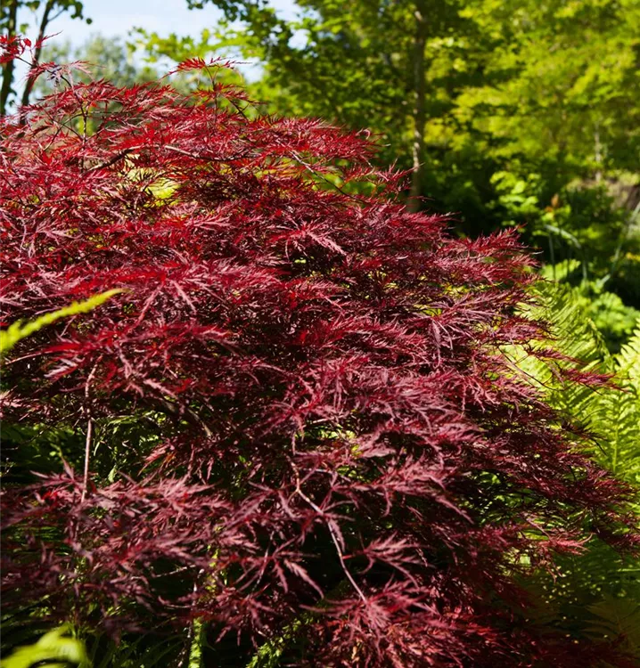 Japan. Ahorn, Fächerahorn - Acer palmatum 'Red Pygmy'