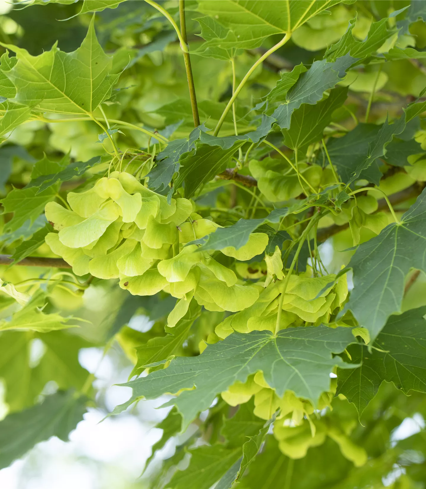 Acer platanoides 'Cleveland'