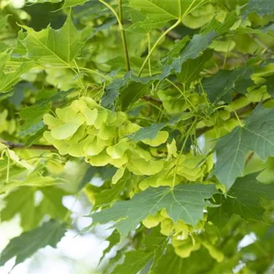 Hochstamm mit Ballen Stammumfang 12 - 14cm - Spitzahorn - Acer platanoides 'Cleveland'