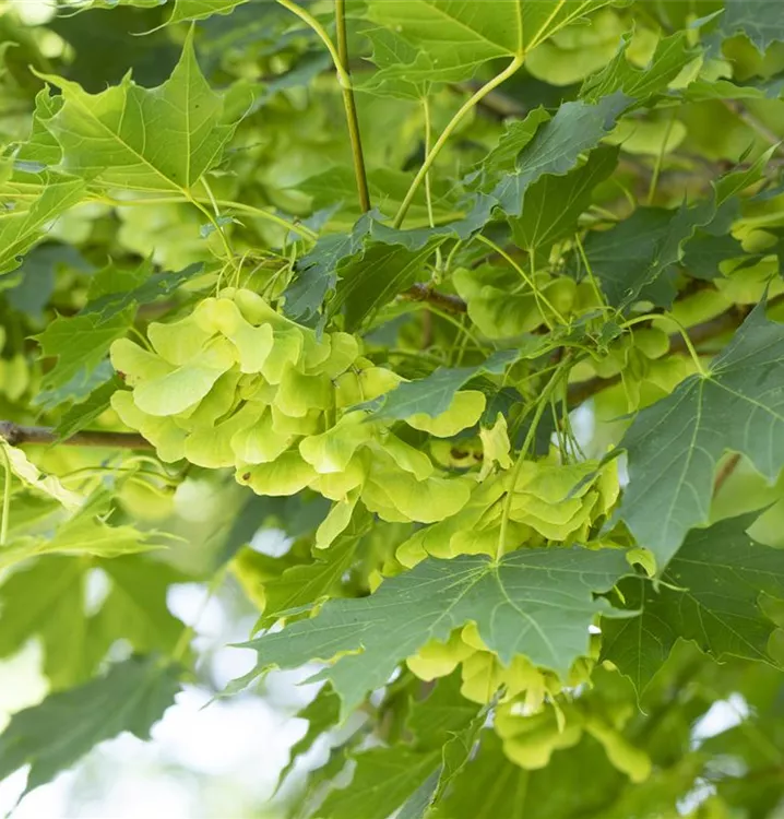 Spitzahorn - Acer platanoides 'Cleveland'