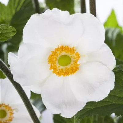 Topfgrösse 0.5 Liter - Waldanemone - Anemone sylvestris