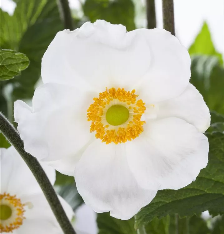 Waldanemone - Anemone sylvestris