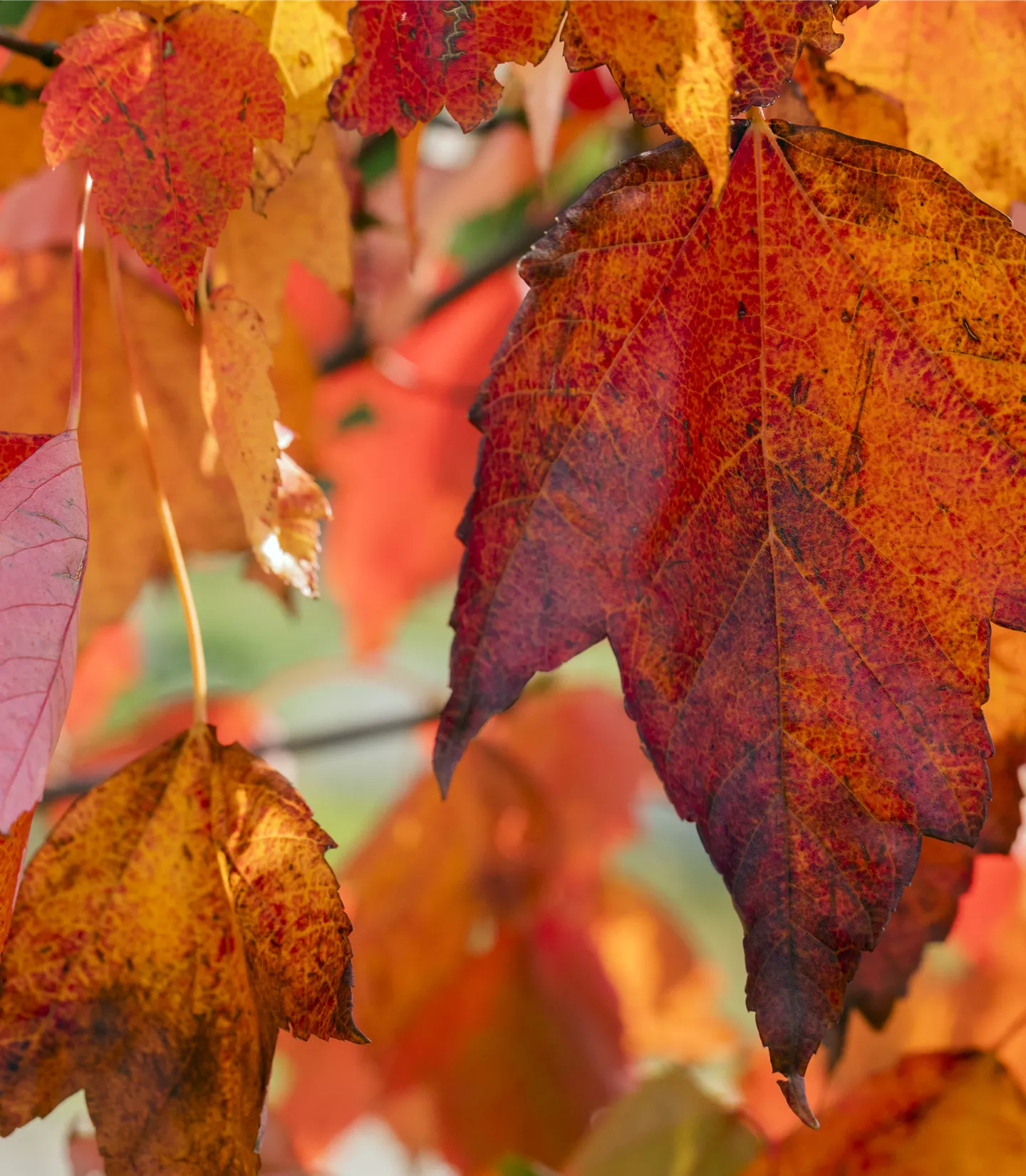 Acer rubrum 'Red Sunset'