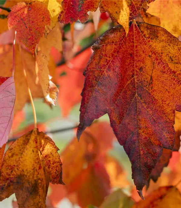 Acer rubrum 'Red Sunset'