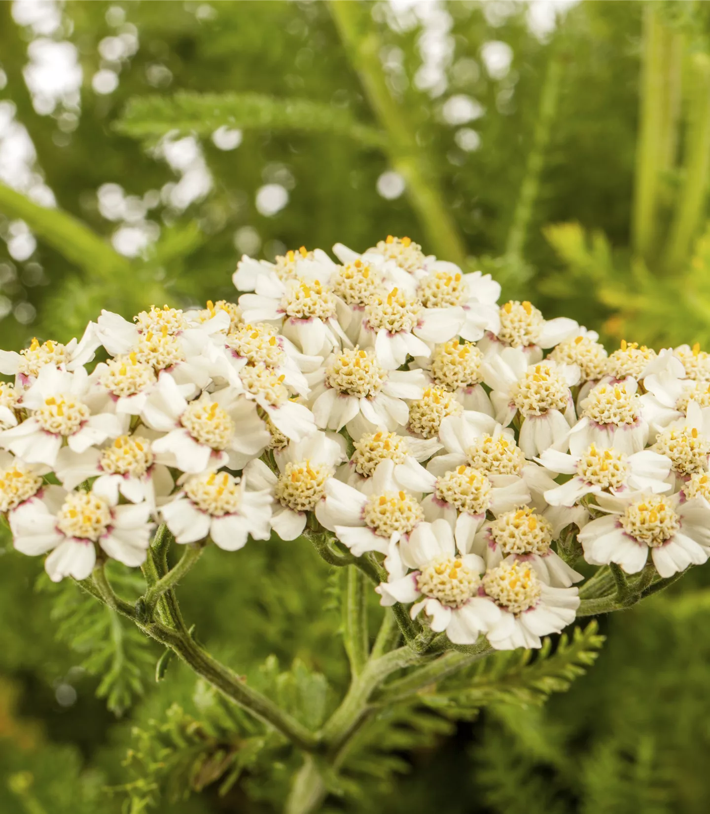 Achillea millefolium