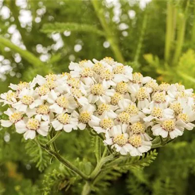 Topfgrösse 1 Liter - Gemeine Schafgarbe - Achillea millefolium