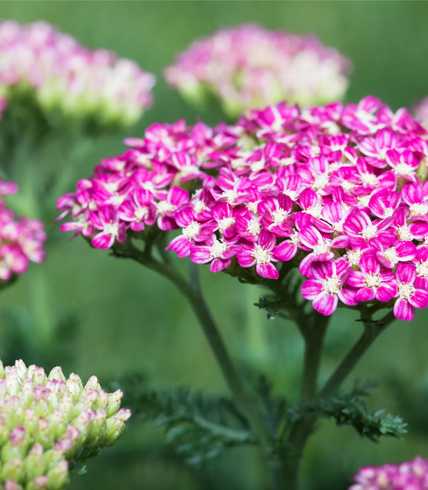 Achillea millefolium 'Cerise Queen'