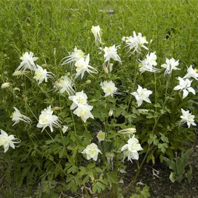 Topfgrösse 0.5 Liter - Akelei - Aquilegia 'Kristall'