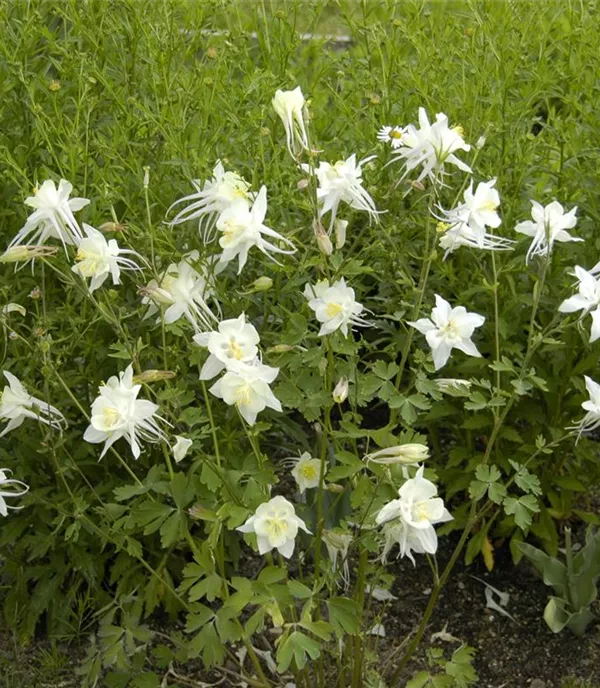 Aquilegia 'Kristall'