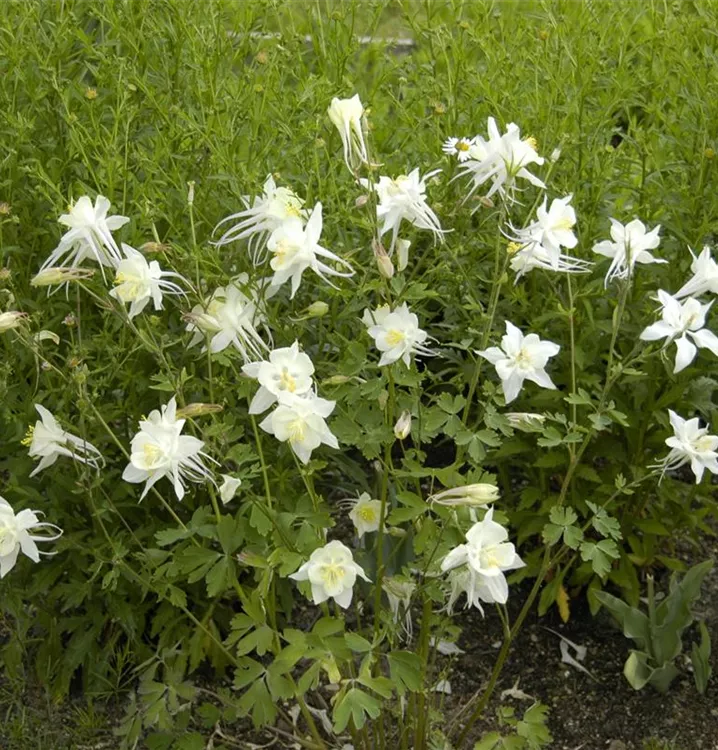 Akelei - Aquilegia 'Kristall'