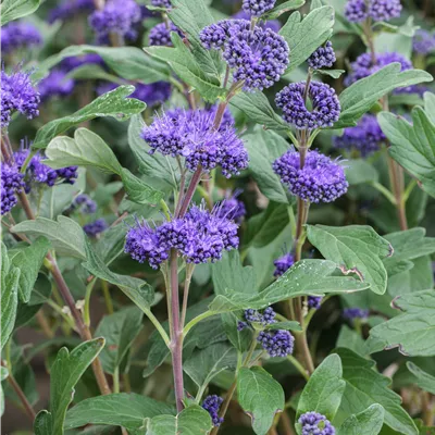 Topfgrösse 4 Liter - Bartblume - Caryopteris clandonensis (x) 'Grand Bleu'