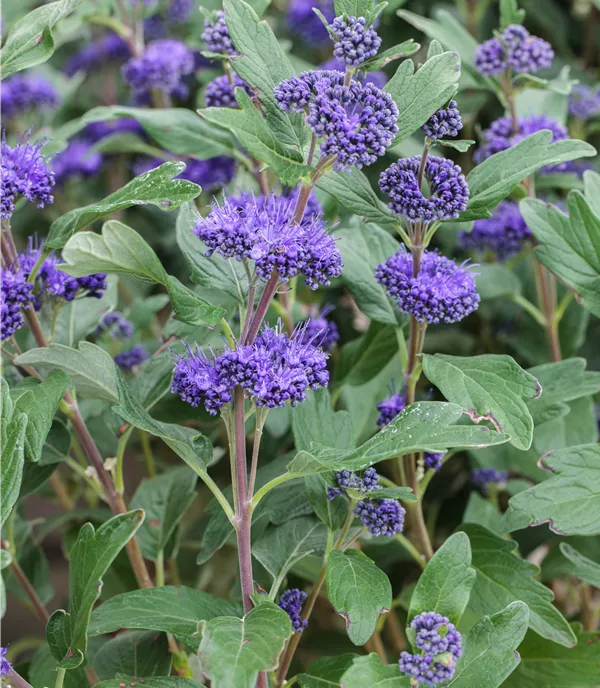 Caryopteris clandonensis (x) 'Grand Bleu'