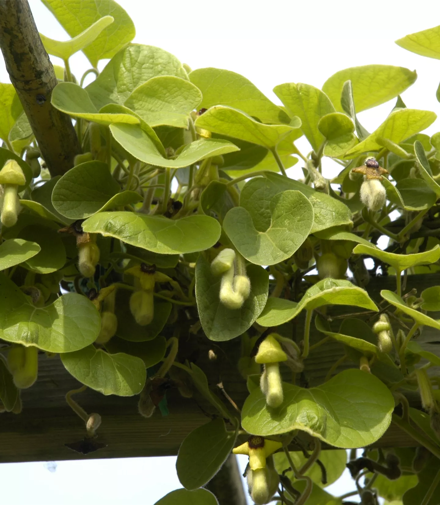 Aristolochia macrophylla