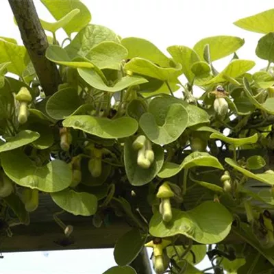 Topfgrösse 4 Liter Höhe 100 - 125cm - Pfeifenwinde - Aristolochia macrophylla