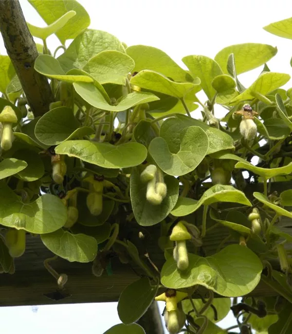 Aristolochia macrophylla